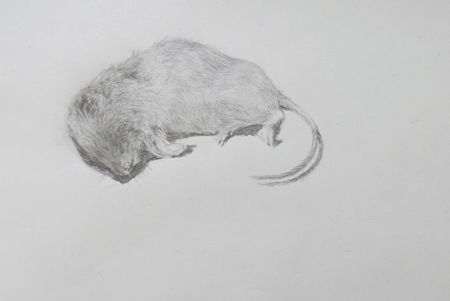 Maus. 40 x 30 cm
