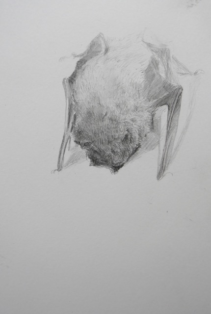 Zwergfledermaus