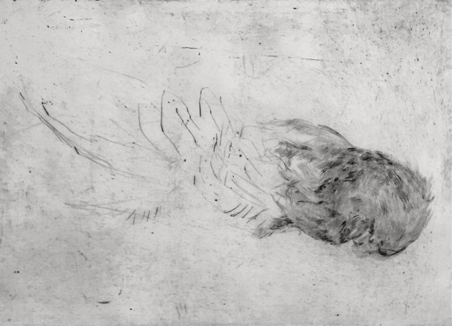 Bussard