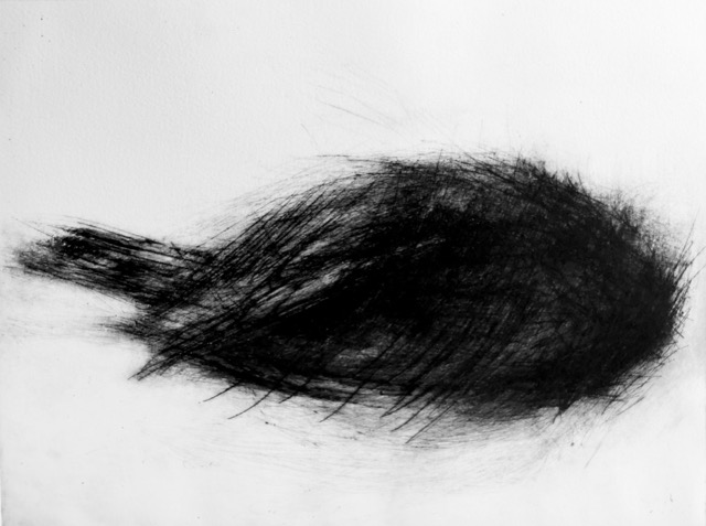 Vogel